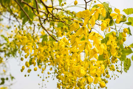 Cassia fistula flower, Golden shower flowerの写真素材