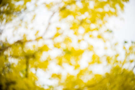 blurred of image abstract yellow flowersの写真素材