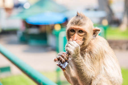 Monkey drinking nectar.の写真素材