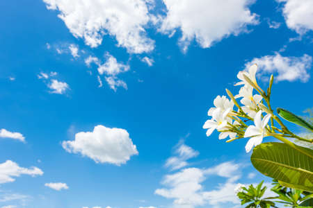 White plumeria with blue sky backgroundの写真素材