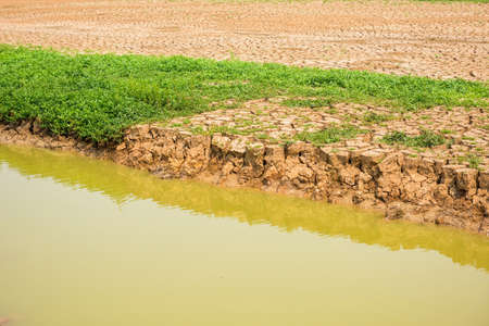 green grass on cracked soil in the bottom of a river showing droughtの写真素材