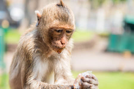 Monkey drinking nectar.の写真素材