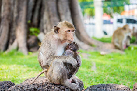 Mother and baby monkeysの写真素材