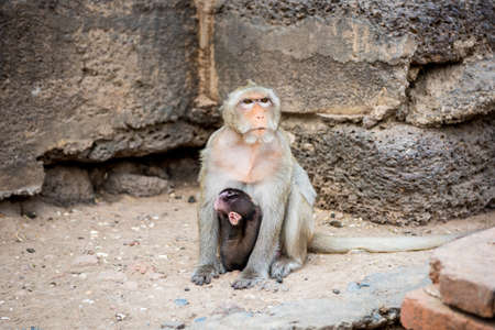 Mother and baby monkeys