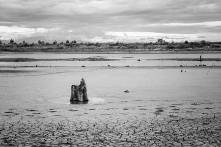 black and white of Stump with cracked mud in the bottom of a river showing droughtの写真素材