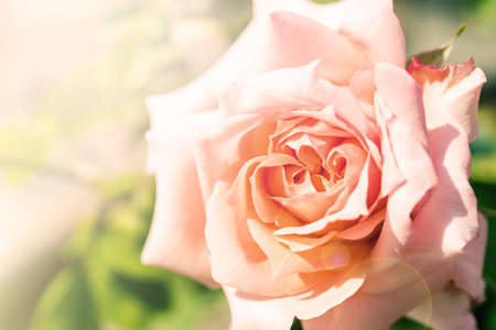 a bunch of roses in the garden (effect len flare)の写真素材