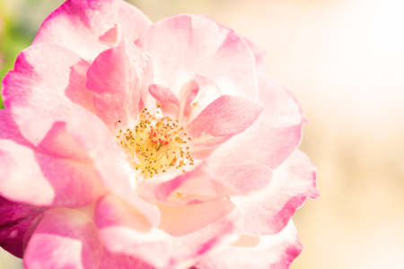 a bunch of roses in the garden (effect len flare)の写真素材