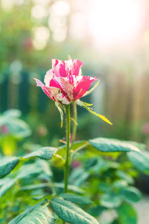 a bunch of roses in the garden (effect len flare)の写真素材