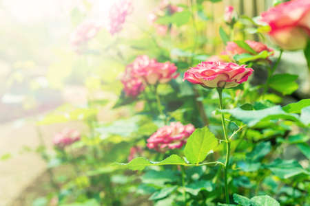 a bunch of roses in the garden (effect len flare)の写真素材
