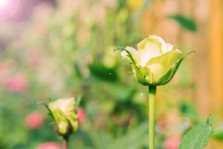 a bunch of roses in the garden (effect len flare)の写真素材