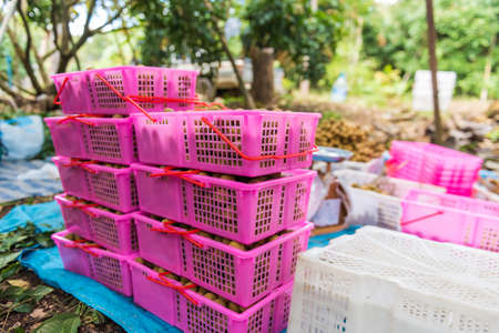 Fresh longan in basket.の写真素材