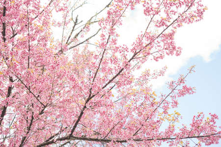 Soft focus Spring Cherry blossoms, pink flowers.の写真素材