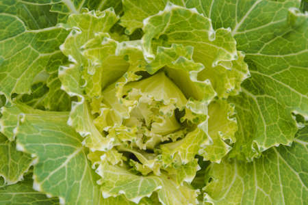 Fresh Cabbage (brassica oleracea)の写真素材