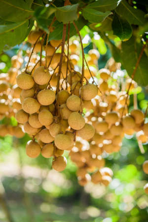 Longan orchards - Tropical fruits beautiful longan in Lamphun, Thailandの写真素材