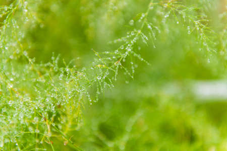 drops of rain on asparagus leaf (soft focus)