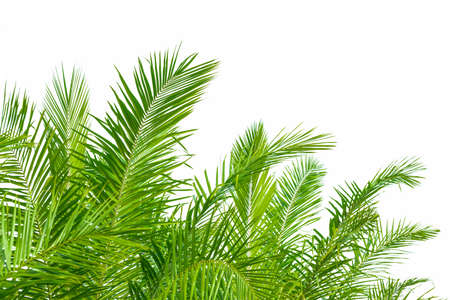 Palm leaf isolated on whiteの写真素材