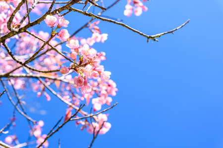 Soft focus Spring Cherry blossoms, pink flowers with blue sky.の写真素材
