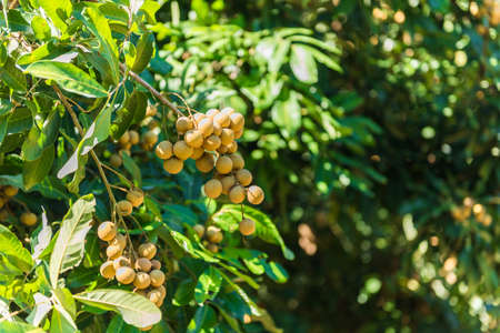 Longan orchards - Tropical fruits young longan in Lamphun, Thailandの写真素材