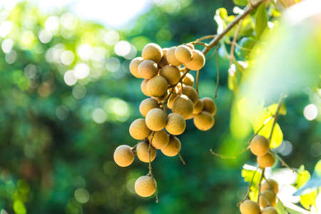 Longan orchards - Tropical fruits young longan in Lamphun, Thailandの写真素材