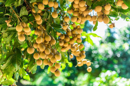 Longan orchards - Tropical fruits young longan in Lamphun, Thailandの写真素材