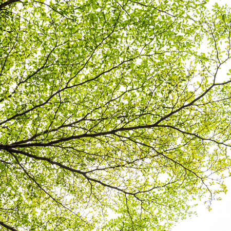 Green leaf isolated on whiteの写真素材