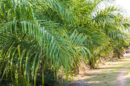 palm leafの写真素材
