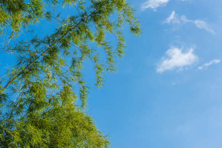 green leaves on a background of blue skyの写真素材