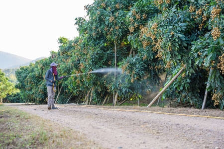 Farmers are spraying fruits longan in Lamphun, Thailandのeditorial素材