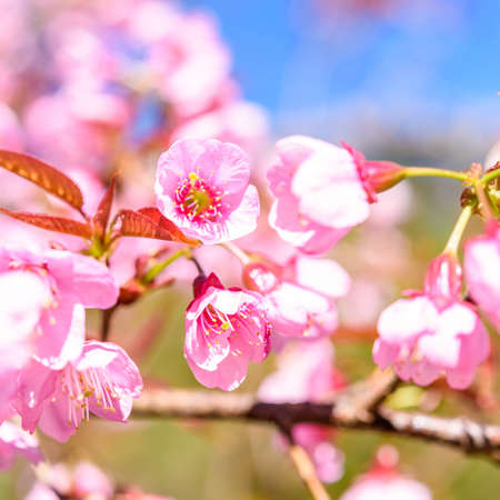 Soft focus Spring Cherry blossoms, pink flowers.の写真素材