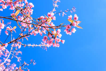 Spring Cherry blossoms, pink flowers with blue sky.の写真素材