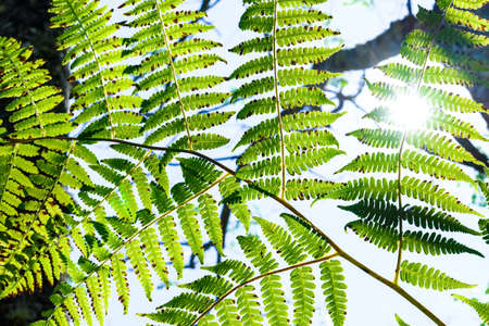 Textures of fern leaf with sun ligth