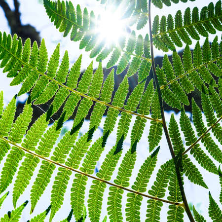 Textures of fern leaf with sun ligthの写真素材