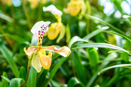 Paphiopedilum orchid species in the gardenの写真素材