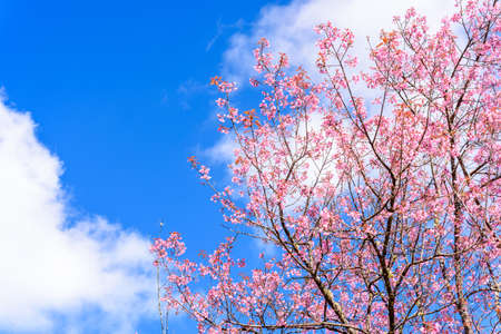 Spring Cherry blossoms, pink flowers with blue sky.の写真素材