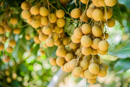 Longan orchards - Tropical fruits beautiful longan in Lamphun, Thailandの写真素材