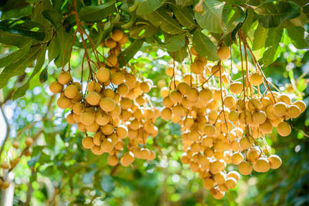 Longan orchards - Tropical fruits beautiful longan in Lamphun, Thailandの写真素材