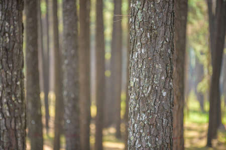 pine forest with trunk with bark