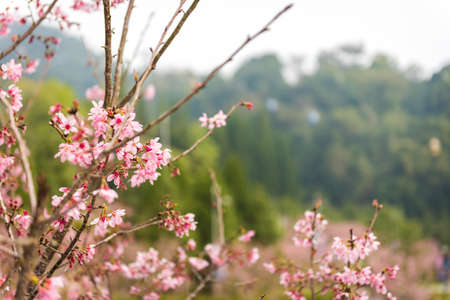 Beautiful cherry blossom sakura in spring time
