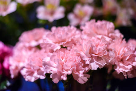Pink Carnation plastic Flowers Bouquet. soft focus.の写真素材