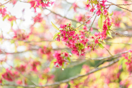 Beautiful cherry blossom sakura in spring time