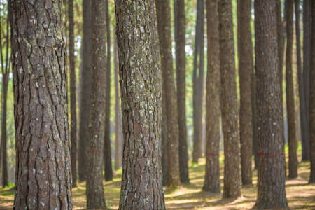 pine forest with trunk with barkの写真素材