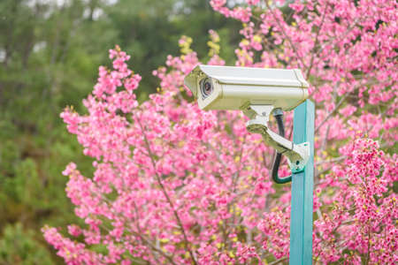 cctv camera with beautiful cherry blossom sakura in spring time
