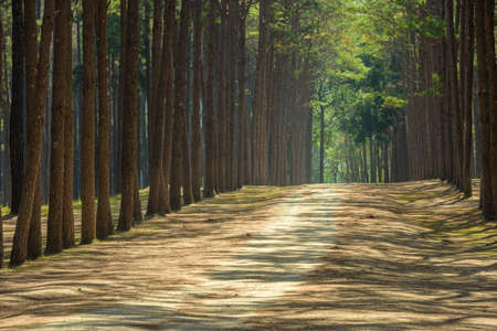 Walkway Lane Path With Green Trees in Pine park.の写真素材