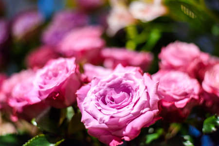 Pink rose plastic Flowers Bouquet. soft focus.の写真素材