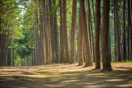 Walkway Lane Path With Green Trees in Pine park.の写真素材