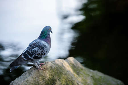 pigeon stand on rock near lakeの写真素材