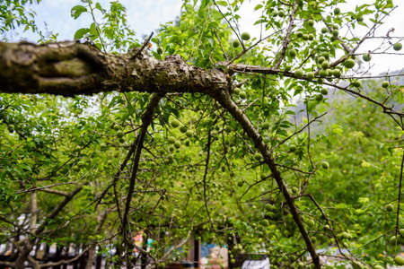 Unripe fruit peach growing on a tree branch
