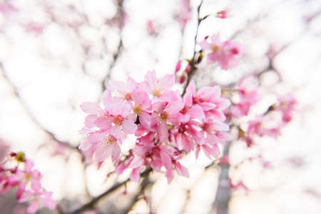 Beautiful cherry blossom sakura in spring time