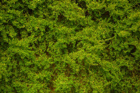 Texture of random the plant on wallの写真素材