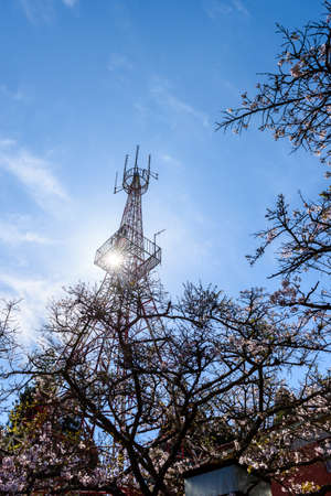 Cherry tree blossom with tower at Alishan national scenic area, Taiwan.の写真素材